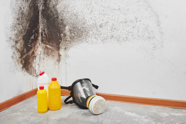 Best Black Mold Removal  in Savoy, IL