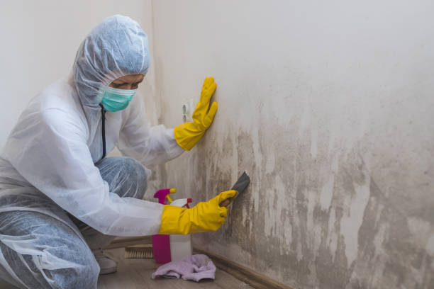 Best Mold Cleaning Services  in Savoy, IL