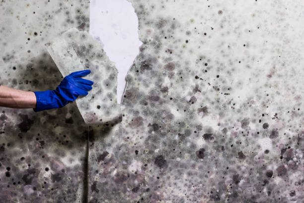 Best Mold Damage Repair  in Savoy, IL