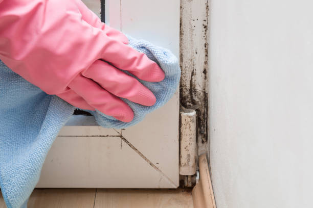 Best Commercial Mold Removal  in Savoy, IL