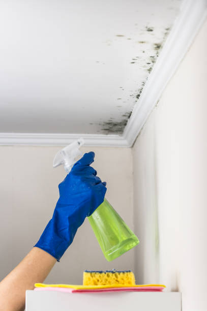 Trusted Savoy, IL Mold Removal Experts